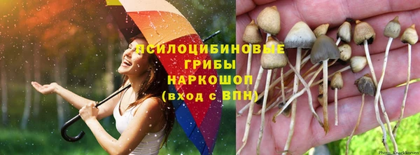 стаф Баксан